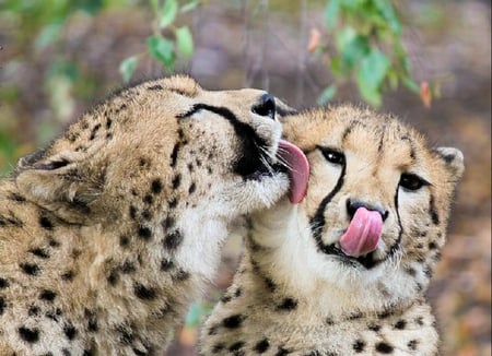 love me love me - leopard, leopards, tongues, dots, jungle, wild, cat, animals