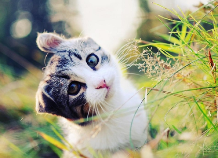 hello there - domistic, animals, cats, kitty, funny, grass, cute, kitten