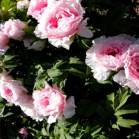 TREE PEONIES