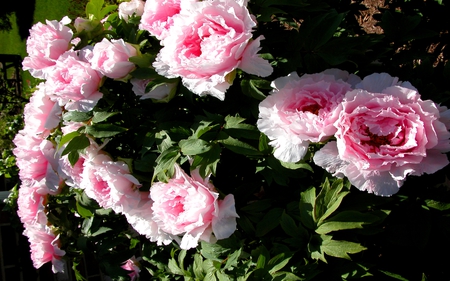 TREE PEONIES - tree peonies, blossoms, pink, petals, flowers, lovely