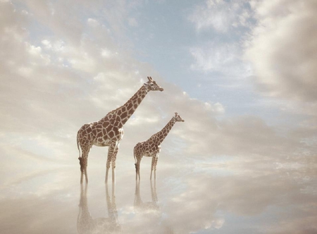 tales from the plane walker - clouds, giraffes, lovely, sky, animals