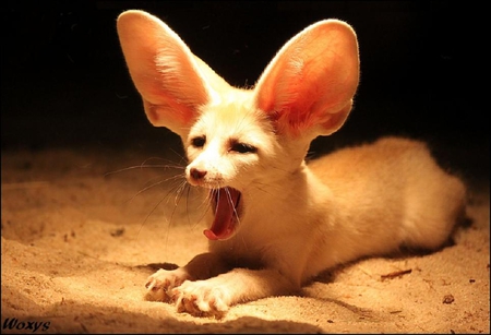 somebody is tired here - funny, ears, cute, dog, yawn, gold, animals