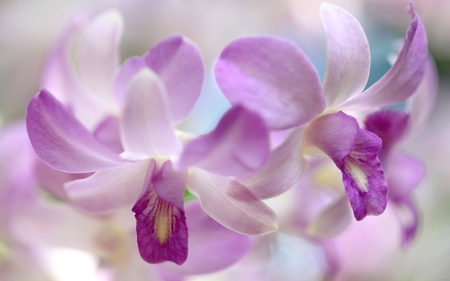 BEAUTIFUL ORCHIDS - flowers, orchids, tender, petals