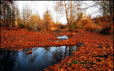 JUST AFTER RAIN - leaves, autumn, forest, rain puddle