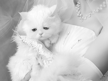 White picture - fluffy, bride, white, sad, kitten, funny, cat, kitty