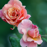 roses for my friend gayatri23119