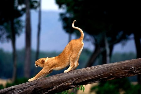 MORNING STRETCH - lioness, exercise, wild, cat, stretch