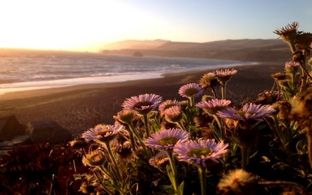 SUNSET BLOSSOMS - beach, blossoms, ocean, sunset