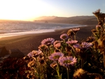 SUNSET BLOSSOMS