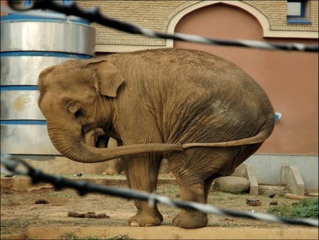 lonely elephant - fun, lonely, animal, elephant, zoo, wallpaper