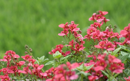 RED FLOWERS - flowers, nature, red, green