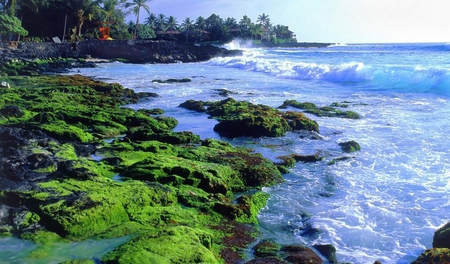 Kona-Coast-Resort - nature, coral, beach, blue, green