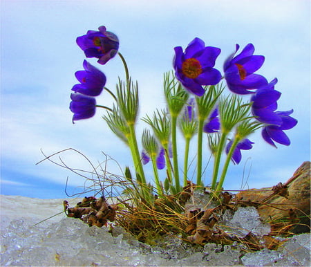 Spring break - ice, blue, green, flowers, spring