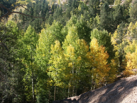 Colorado Fall - mountains, aspen, fall, trees