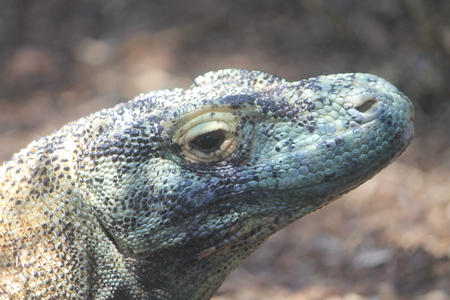 Waiting for lunch.... - komodo, lizards, dragons, reptiles