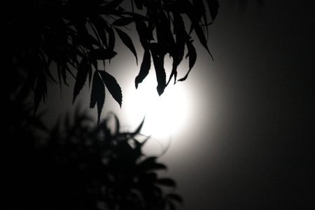 Full moon through the tree - moon, space, nighttime, dark