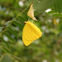 Brilliant shade of Yellow â™¥â™¥â™¥