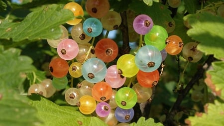 colorful currants - nature, closeup, photography, colors, fruit