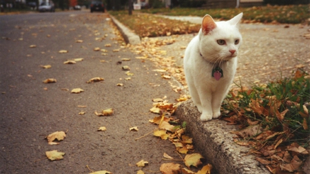 Autumn Cat - nice, autumn, sidewalk, animals, white, orange, green, sunlight, cat, kitty, day, loneless, leaf orange, white fur, ears, nature, lonely, white cat, animal, leaves, sweet, happy