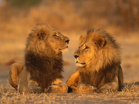 Lions - animal, wildlife, lion, jungle