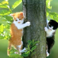 Climbing the tree