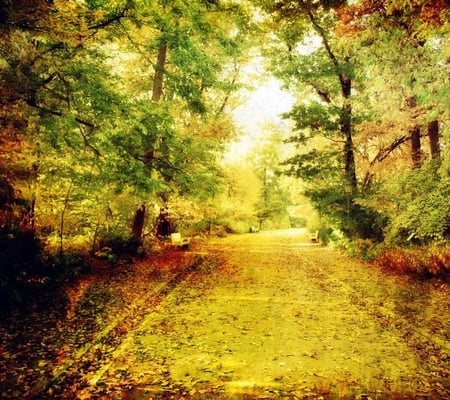 autumn - nature, autumn, yellow, forest, leaves, path