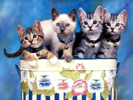 Attention to the photographer - sweethearts, four, small, lovely, flowers, felines, kittens, cats, little, animals