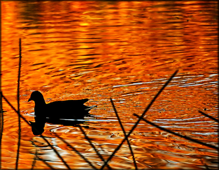 autumn pond - bird, pond, autumn, golden, reflection