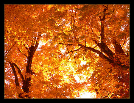 up, up to the sky - sky, golden, leaves, trees, nature