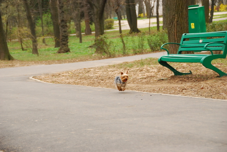 Cute Puppy - adorable, animals, photography, park, running, beautiful, dogs, sweet, cute