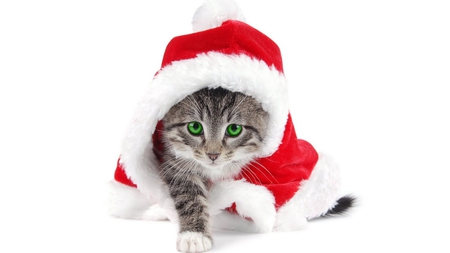 The Christmas present - beautiful, lovely, green eyes, christmas, wonderful, sweetheart, kitten, red, cats, animals