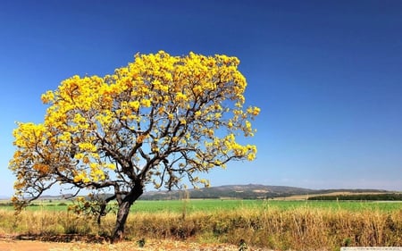 ipe tree - outdoors, trees, nature, fields