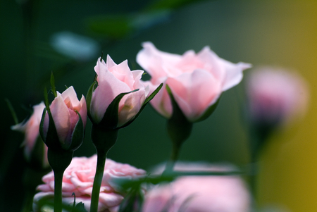 Life Cycle - cycle, still life, life, roses