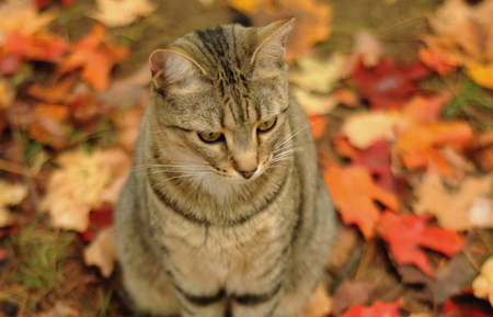 Autumn Cat - brown tiger, leaves, cat, autumn