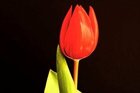 Red on black - black background, red, green, flower, tulip