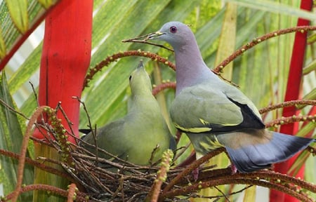 building a nest of love - winged, fly, animals, dove, pigeon, branches, lovely, birds, colorful