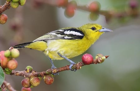 yellow birdie - colorful, branches, birds, winged, fly, lovely, animals