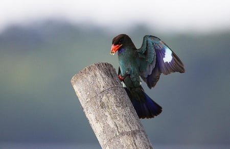 nice landing - fly, winged, animals, black, lovely, branches, birds, colorful