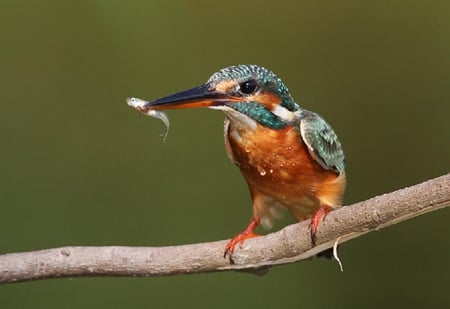 fresh catch - fly, winged, animals, lovely, fish, branches, birds, colorful