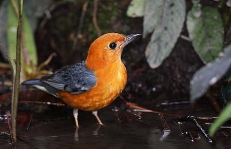 Orange_headed - winged, animals, bird, orange, nature, colorful