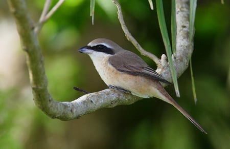 Shrike_at_Rest - bird, winged, nature, animals