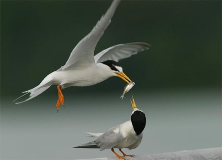 thank you - fly, winged, animals, nature, birds