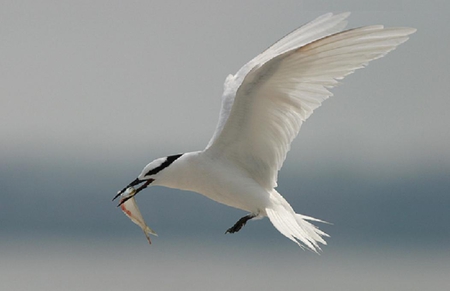 giving - white, fly, winged, animals, bird, nature