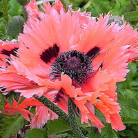 Frills