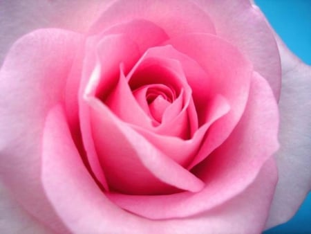 Pinky Rose for My Lovely Gayatri