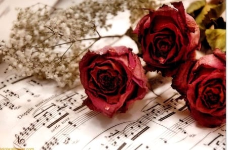 Still Life - music, beauty, roses, red