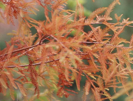 BALD CYPRESS - leaves, tree, nature, branch