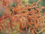 BALD CYPRESS