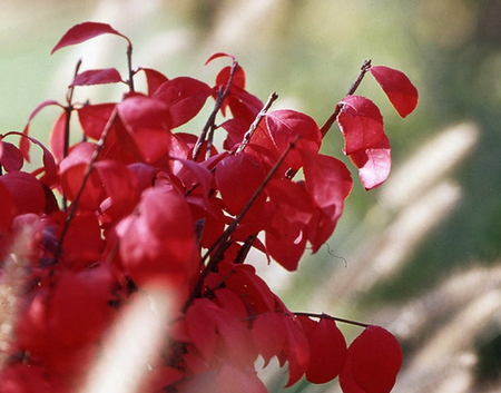 BURNING BUSH, - red, leaves, tree, branch