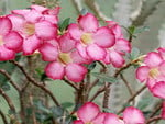 DESERT ROSE